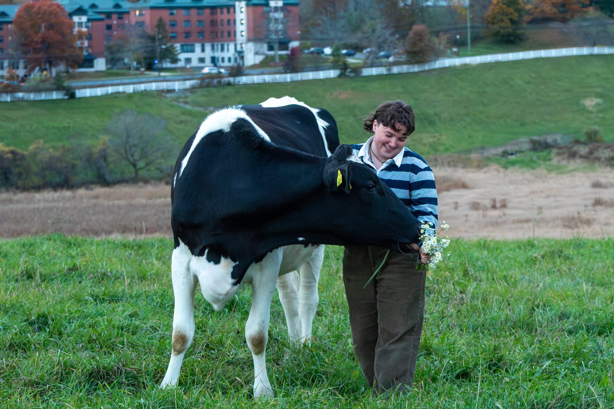 Molly senior portrait, with a dairy cow at the UConn farm