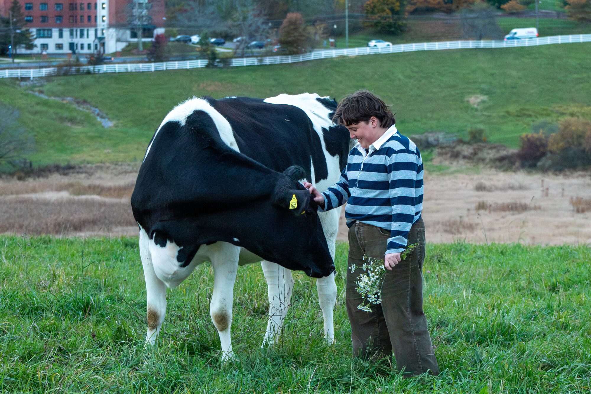 Molly senior portrait, petting a cow in the pasture